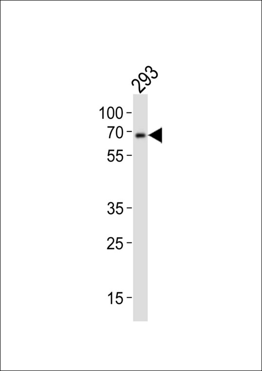 DYRK2 Antibody - Western blot of lysate from 293 cell line, using DYRK2 Antibody (P46). Antibody was diluted at 1:1000. A goat anti-rabbit IgG H&L (HRP) at 1:10000 dilution was used as the secondary antibody. Lysate at 20ug.