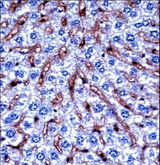 DYRK2 Antibody - Mouse Dyrk2 Antibody immunohistochemistry of formalin-fixed and paraffin-embedded mouse liver tissue followed by peroxidase-conjugated secondary antibody and DAB staining.