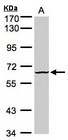 DYRK3 Antibody - Sample (30g whole cell lysate). A: Raji . 7.5% SDS PAGE. DYRK3 antibody diluted at 1:1000