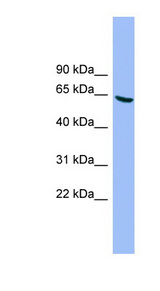 DYRK3 Antibody - DYRK3 antibody Western blot of HT1080 cell lysate. This image was taken for the unconjugated form of this product. Other forms have not been tested.
