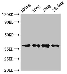 Dystonin / BPAG1 Antibody - Western Blot Positive WB detected in Recombinant protein All lanes: DST antibody at 3.5µg/ml Secondary Goat polyclonal to rabbit IgG at 1/50000 dilution Predicted band size: 37 kDa Observed band size: 37 kDa