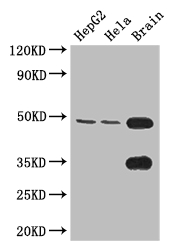 DYX1C1 Antibody - Positive WB detected in:HepG2 whole cell lysate,Hela whole cell lysate,Mouse brain tissue;All lanes: DYX1C1 antibody at 3.4ug/ml;Secondary;Goat polyclonal to rabbit IgG at 1/50000 dilution;Predicted band size: 49,45 kDa;Observed band size: 49,35 kDa;