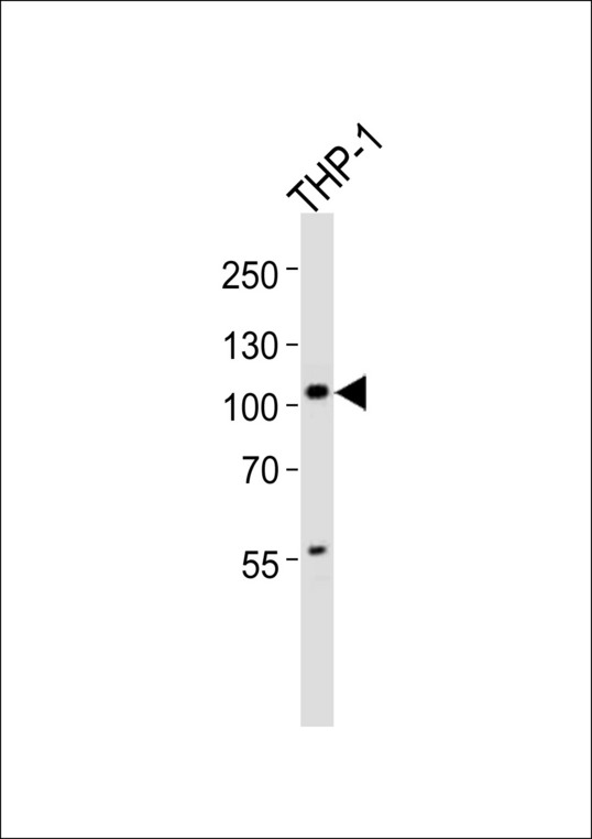 DZIP1 Antibody - Western blot of lysate from THP-1 cell line, using DZIP1 antibody diluted at 1:1000. A goat anti-rabbit IgG H&L (HRP) at 1:10000 dilution was used as the secondary antibody. Lysate at 20 ug.