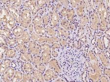 DZIP1 Antibody - Immunochemical staining of human DZIP1 in human kidney with rabbit polyclonal antibody at 1:100 dilution, formalin-fixed paraffin embedded sections.