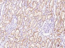 DZIP3 Antibody - Immunochemical staining of human DZIP3 in human kidney with rabbit polyclonal antibody at 1:100 dilution, formalin-fixed paraffin embedded sections.