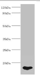 E-FABP / FABP5 Antibody - Western blot All lanes: FABP5 antibody at 5µg/ml + HepG2 whole cell lysate Secondary Goat polyclonal to rabbit IgG at 1/10000 dilution Predicted band size: 15 kDa Observed band size: 15 kDa