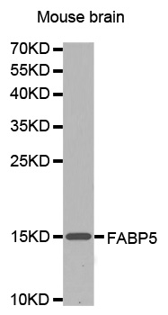 E-FABP / FABP5 Antibody - Western blot analysis of extracts of mouse brain cells lines.