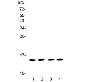 E-FABP / FABP5 Antibody - Western blot testing of 1) human HeLa, 2) human A549, 3) rat thymus and 4) mouse thymus lysate with FABP5 antibody at 0.5ug/ml. Predicted molecular weight ~15 kDa.
