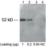 E-Tag Antibody - Lane 1: E-tag fusion protein in HeLa cell lysate (~52 kD) Lane 2: Negative HeLa cell lysate Primary antibody: 1 ug/ml Rabbit Anti-E-tag [HRP] Polyclonal Antibody E-tag Antibody [HRP], pAb, Rabbit The signal was developed with LumiSensor HRP Substrate Kit This image was taken for the unconjugated form of this product. Other forms have not been tested.