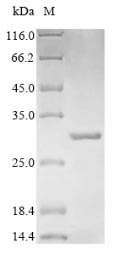 Beta-Lactamase CTX-M-1 Protein - (Tris-Glycine gel) Discontinuous SDS-PAGE (reduced) with 5% enrichment gel and 15% separation gel.