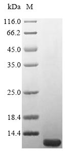 Carbon storage regulator Protein - (Tris-Glycine gel) Discontinuous SDS-PAGE (reduced) with 5% enrichment gel and 15% separation gel.