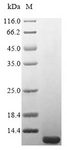 Carbon storage regulator Protein - (Tris-Glycine gel) Discontinuous SDS-PAGE (reduced) with 5% enrichment gel and 15% separation gel.