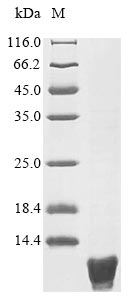 Carbon storage regulator Protein - (Tris-Glycine gel) Discontinuous SDS-PAGE (reduced) with 5% enrichment gel and 15% separation gel.