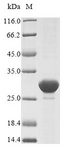 clpP2 Protein - (Tris-Glycine gel) Discontinuous SDS-PAGE (reduced) with 5% enrichment gel and 15% separation gel.