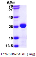 fimC Protein