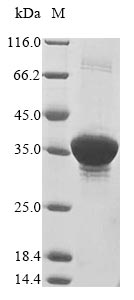 fkpA Protein - (Tris-Glycine gel) Discontinuous SDS-PAGE (reduced) with 5% enrichment gel and 15% separation gel.