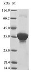 fkpA Protein - (Tris-Glycine gel) Discontinuous SDS-PAGE (reduced) with 5% enrichment gel and 15% separation gel.
