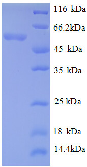 gadA / Glutamate Decarboxylase Protein