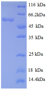 gadA / Glutamate Decarboxylase Protein