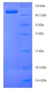 Glutamate--Cysteine Ligase Protein