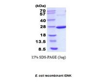 IDNK Protein - E. coli Recombinant IDNK