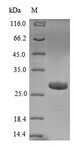 mscL Protein - (Tris-Glycine gel) Discontinuous SDS-PAGE (reduced) with 5% enrichment gel and 15% separation gel.