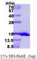 MSRB2 / MSRB Protein