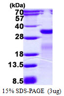 mutM Protein