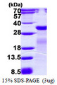 mutM Protein