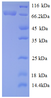 RECQ / DNA Helicase Protein