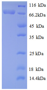 RECQ / DNA Helicase Protein
