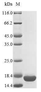 RELB Protein - (Tris-Glycine gel) Discontinuous SDS-PAGE (reduced) with 5% enrichment gel and 15% separation gel.
