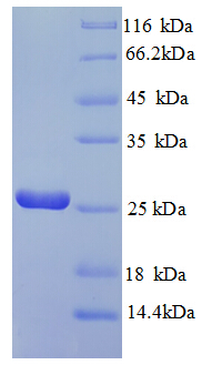 ribA / GTP Cyclohydrolase-2 Protein