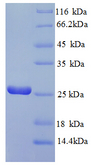 ribA / GTP Cyclohydrolase-2 Protein