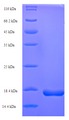 trxC / Thioredoxin 2 Protein