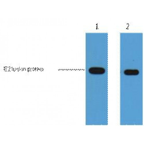 E2 Tag Antibody - Western blot of E2-Tag antibody