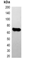 E2 Tag Antibody - Western blot analysis of over-expressed E2-tagged protein in 293T cell lysate.