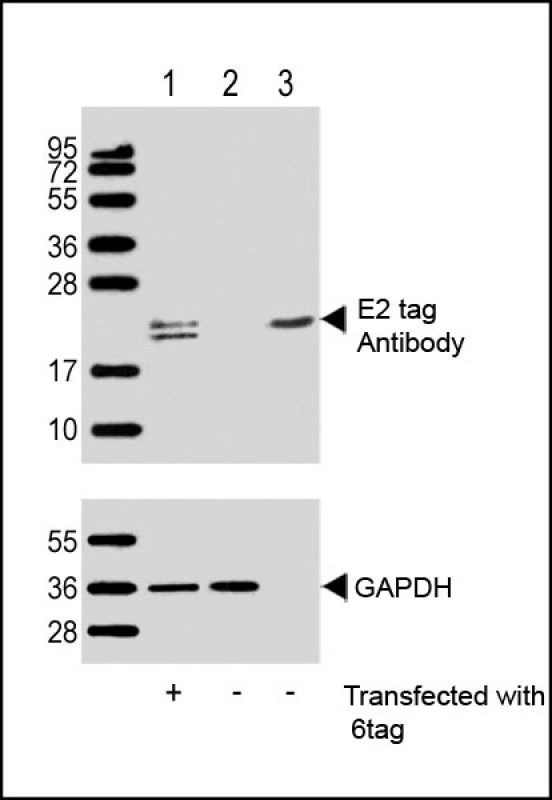 E2 Tag Antibody - All lanes: Anti-E2 tag Antibody at 1:1000 dilution (upper) or GAPDH (lower) Lane 1: 293T/17 transfected with 6tag lysate (1ug) Lane 2: Non-transfected 293T/17 lysate (1ug) Lane 3: 6tag recombinant protein lysate (0. 5ug) Secondary Goat Anti-Rabbit IgG, (H+L), Peroxidase conjugated at 1/10000 dilution. Predicted band size: 21 kDa Blocking/Dilution buffer: 5% NFDM/TBST.