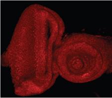 E2f Antibody - E2F antibody (0.5 ug/ml) staining of the Drosophila Eye-Antennal Imaginal Disc. Data obtained from Dr. Nam-Sung Moon, McGill University, Montreal, Canada.