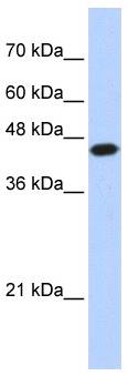 E2F1 Antibody - Western analysis of 293T cell lysate.  This image was taken for the unconjugated form of this product. Other forms have not been tested.