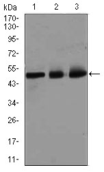 E2F1 Antibody - Western blot using E2F1 mouse monoclonal antibody against HeLa (1), SK-N-SH (2), and NIH3T3 (3) cell lysate.