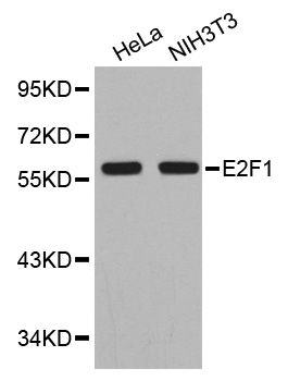E2F1 Antibody - Western blot analysis of extracts of various cell lines.