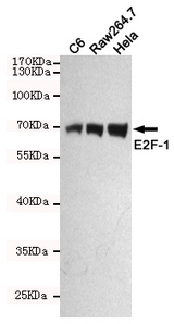 E2F1 Antibody - Western blot detection of E2F-1 in C6, Raw264.7 and HeLa cell lysates using E2F-1 mouse monoclonal antibody (1:500 dilution). Predicted band size: 70KDa. Observed band size:70KDa.