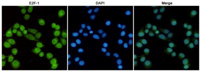 E2F1 Antibody - Immunofluorescent analysis of HeLa cells fixed with 4% Paraformaldehyde and using anti-E2F-1 mouse monoclonal antibody (dilution 1:100). DAPI was used to stain nucleus(blue).