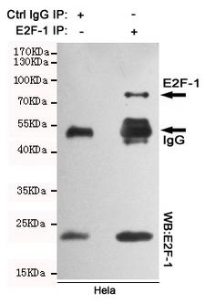 E2F1 Antibody - Immunoprecipitation analysis of HeLa cell lysates using E2F-1 mouse monoclonal antibody.