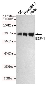 Anti-E2F1 Antibody | Mouse anti-Human Monoclonal IF,IP,WB | LSBio