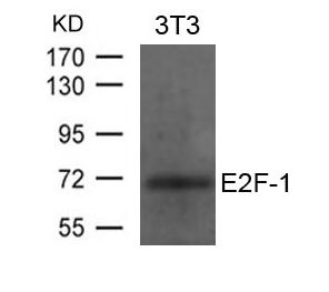 E2F1 Antibody - Western blot of extracts from 3T3 cells using E2F-1 Antibody