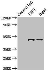 E2F1 Antibody - Immunoprecipitating E2F1 in 3T3 whole cell lysate Lane 1: Rabbit control IgG (1µg) instead of product in 3T3 whole cell lysate.For western blotting,a HRP-conjugated light chain specific antibody was used as the Secondary antibody (1/50000) Lane 2: product (8µg) + 3T3 whole cell lysate (500µg) Lane 3: 3T3 whole cell lysate (10µg)