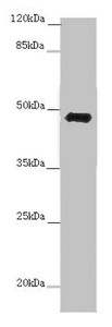 E2F1 Antibody - Western blot All Lanes: E2F1 antibody at 7 ug/ml+ 3T3 whole cell lysate Secondary Goat polyclonal to rabbit IgG at 1/10000 dilution Predicted band size: 47 kDa Observed band size: 47 kDa
