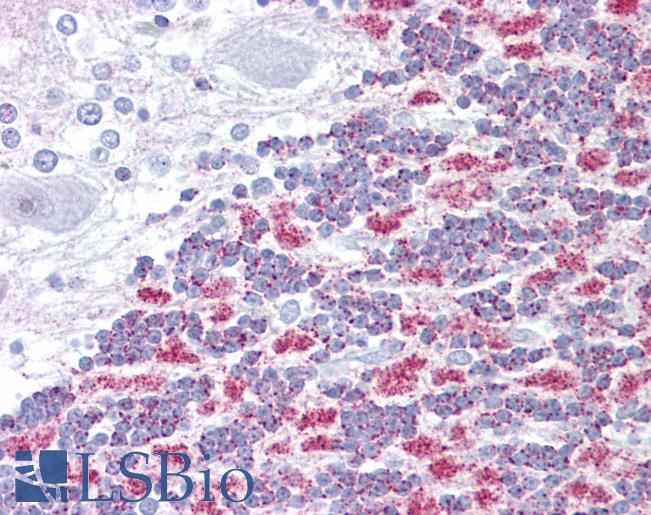E2F2 Antibody - Anti-E2F2 antibody IHC of human brain, cerebellum. Immunohistochemistry of formalin-fixed, paraffin-embedded tissue after heat-induced antigen retrieval. Antibody concentration 5 ug/ml.  This image was taken for the unconjugated form of this product. Other forms have not been tested.